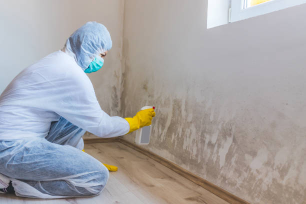 Licensed Black Mold Remediation service in Montague, MI - 24 Hour Mold Removal