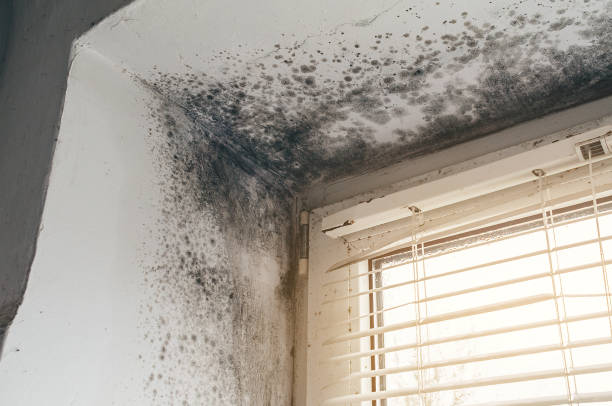 Affordable Black Mold Remediation solutions in Montague, MI